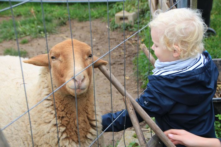 Therapeutisches Reiten